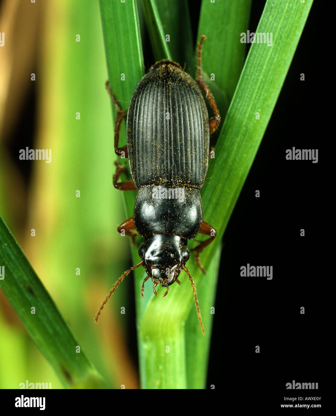 Strawberry seed beetle Harpalus rufipes beneficial predator and crop