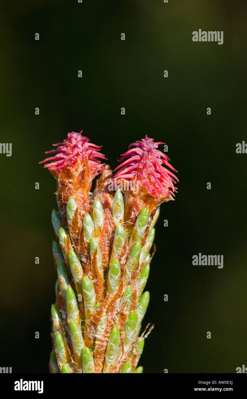 Scots pine, Pinus sylvestris, female flowers Stock Photo