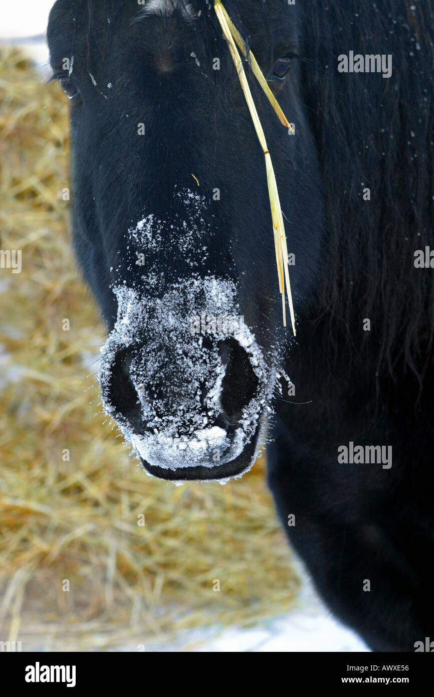 Horses outside in the winter Stock Photo Alamy