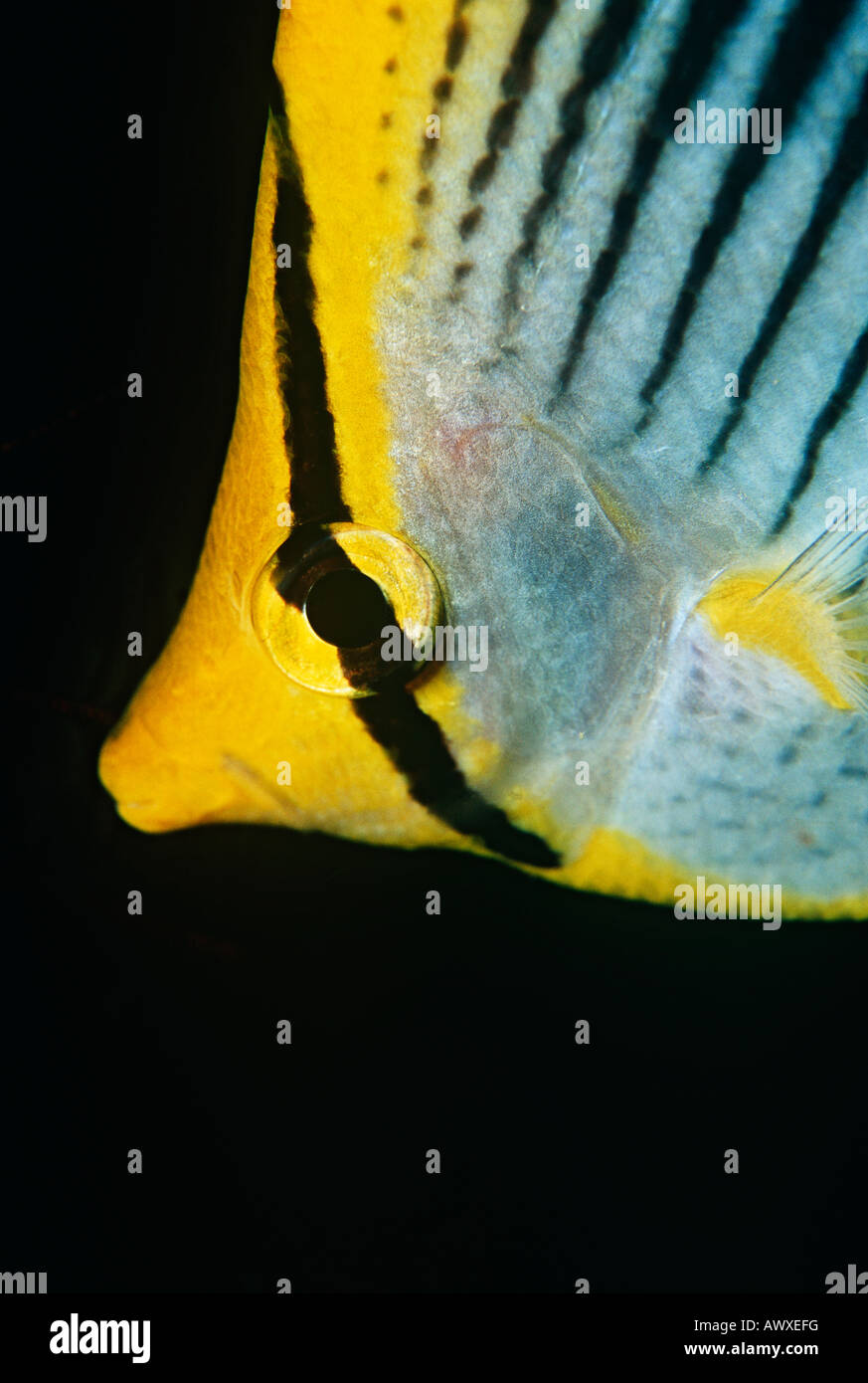 Raja Ampat, Indonesia, Pacific Ocean, spot-tail butterflyfish (Chaetodon ocellicaudus), close-up Stock Photo