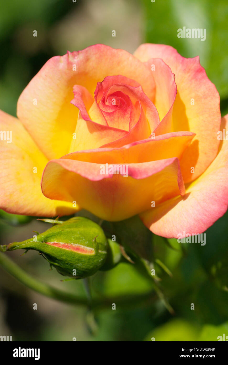 1 rosa hi-res stock photography and images - Alamy