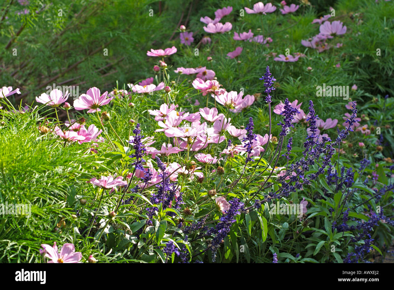 Salvia farinacea VICTORIA and Cosmos bipinnatus SONATA PINK Stock Photo