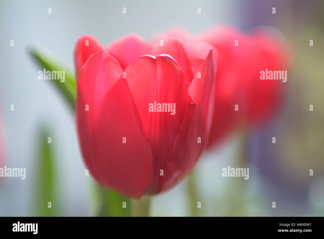 Close up head red hi-res stock photography and images - Alamy