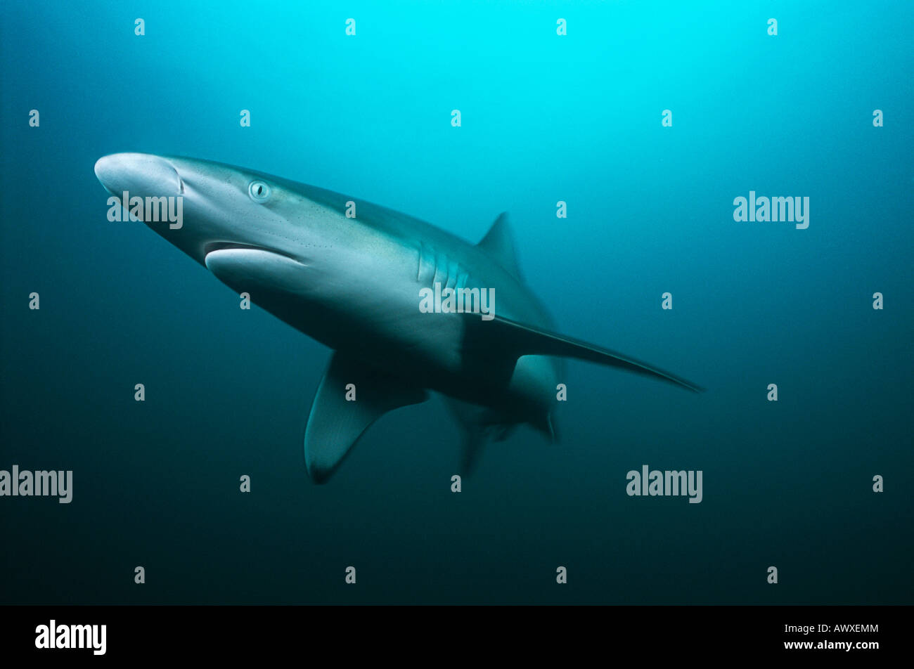 Aliwal Shoal, Indian Ocean, South Africa, tiger shark (Galeocerdo cuvieri) swimming in ocean Stock Photo