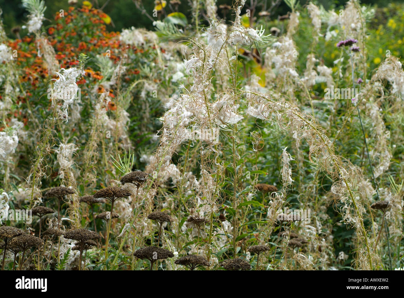 vriesea plants Vriesea Astrid