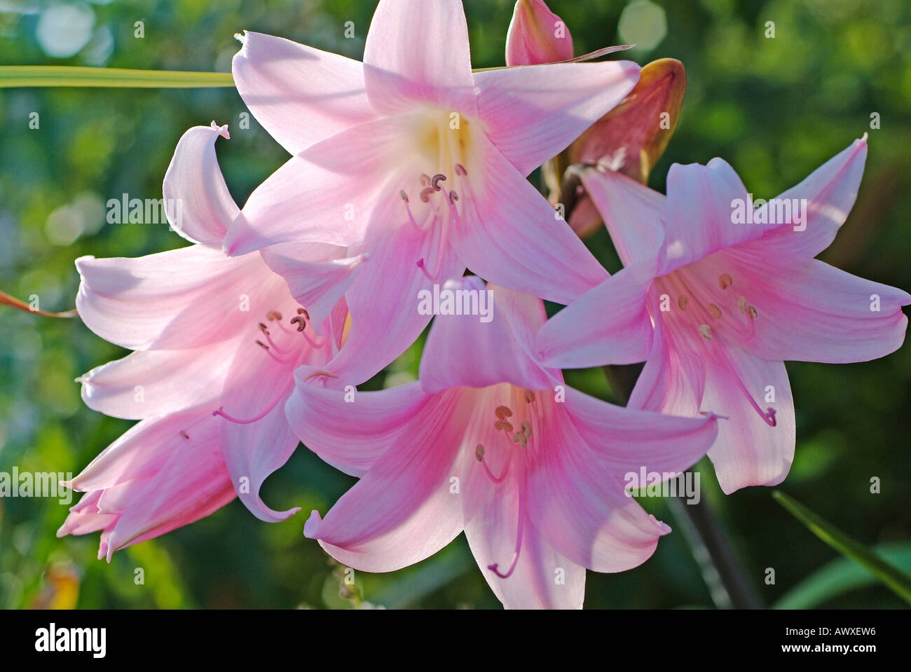 Amaryllis belladonna Stock Photo