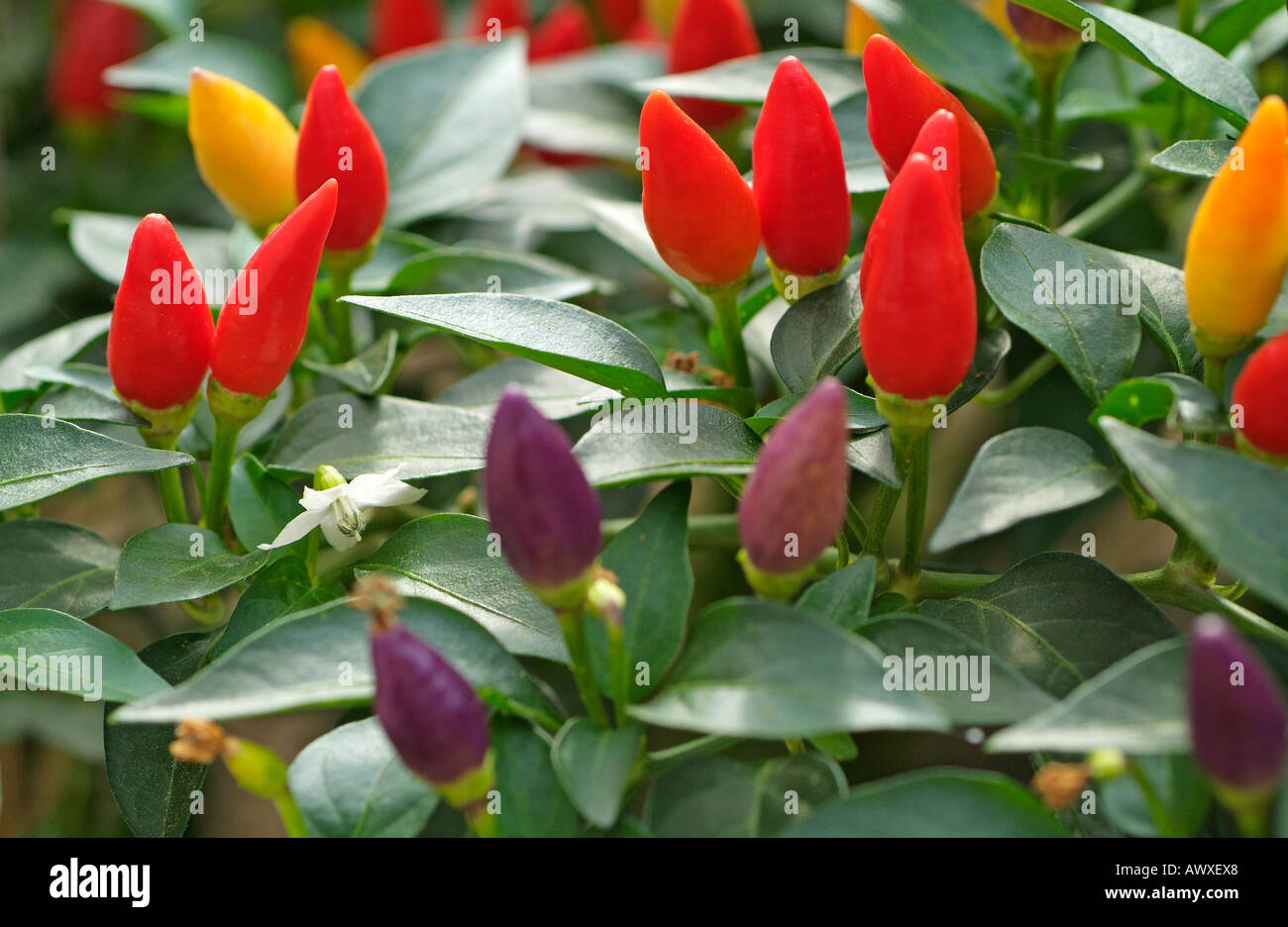 Chilli fiesta hi res stock photography and images Alamy Chilli fiesta hi res stock photography and images Alamy