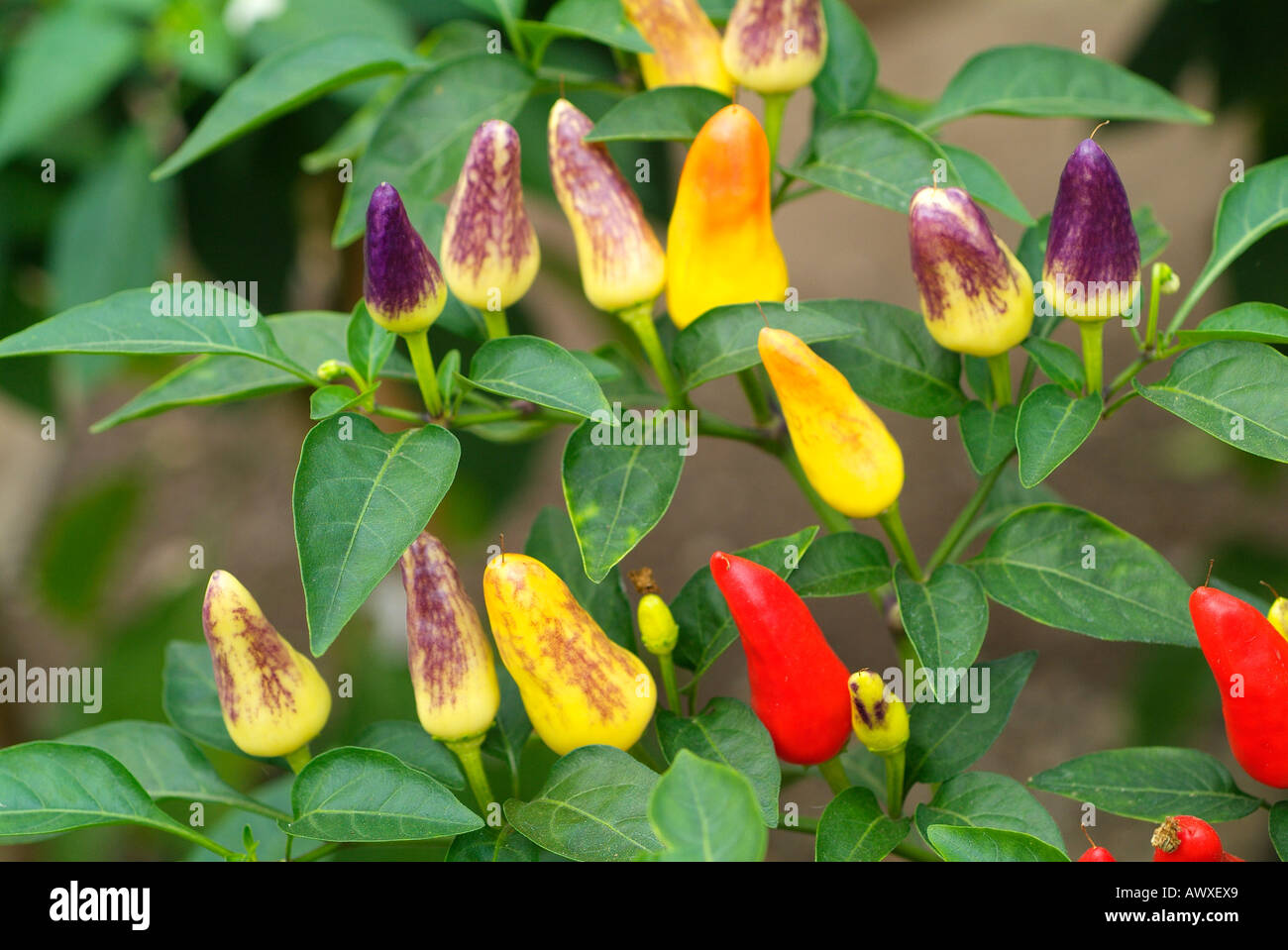Capsicum annuum HEARTS Stock Photo