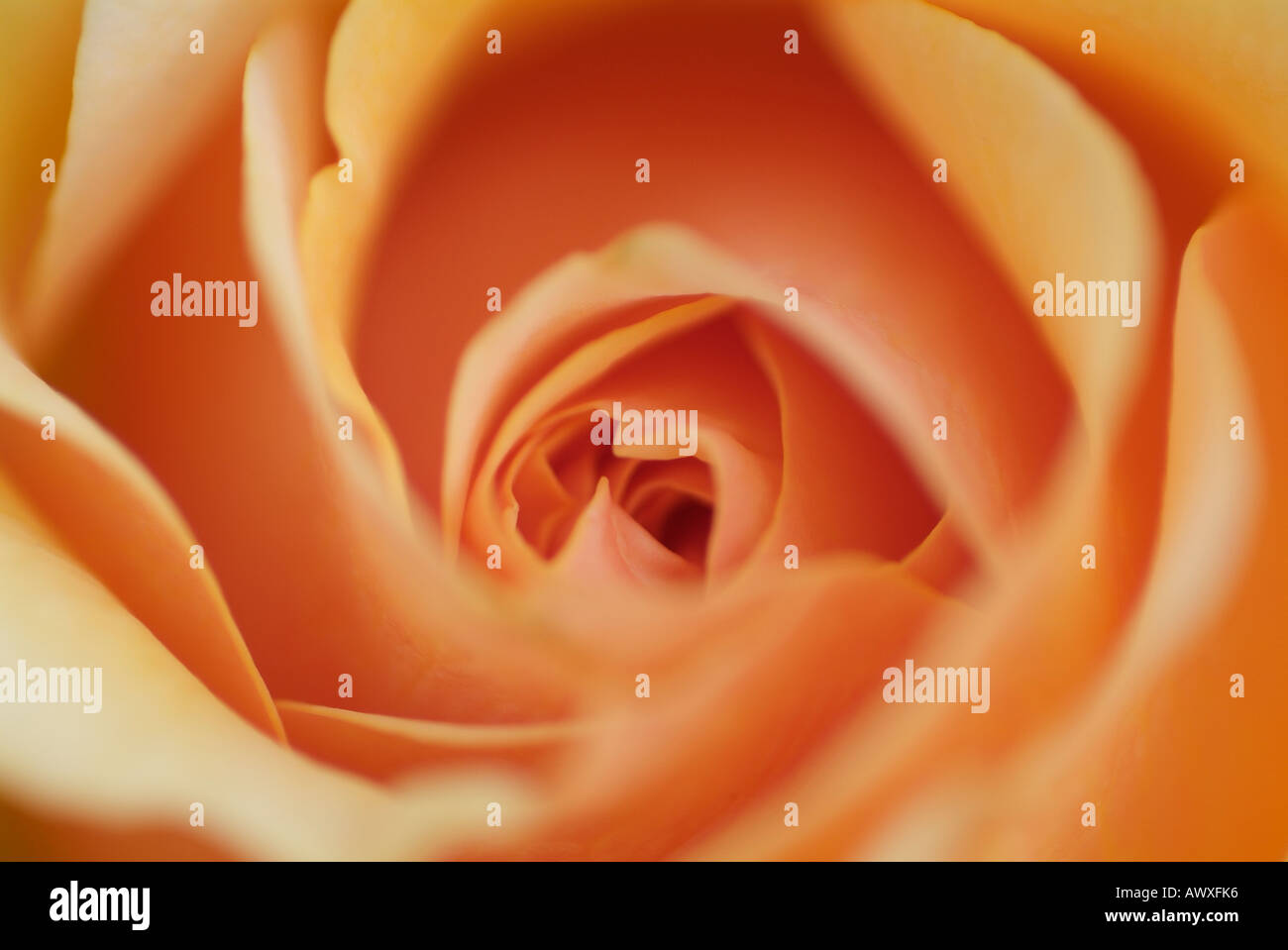 Rosa AMBER QUEEN Stock Photo - Alamy