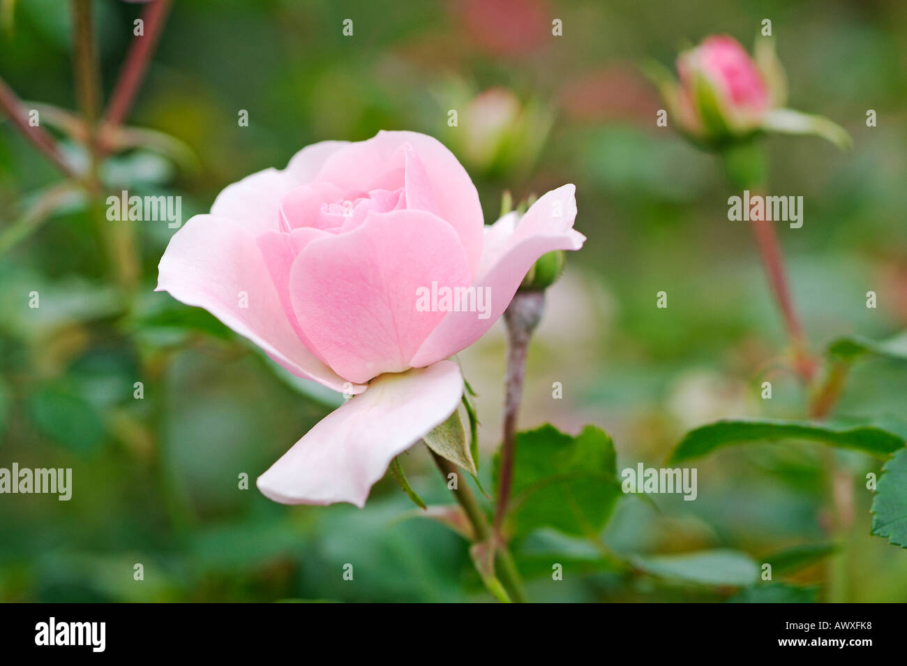 Rosa Bonica MEIDOMONAC Stock Photo