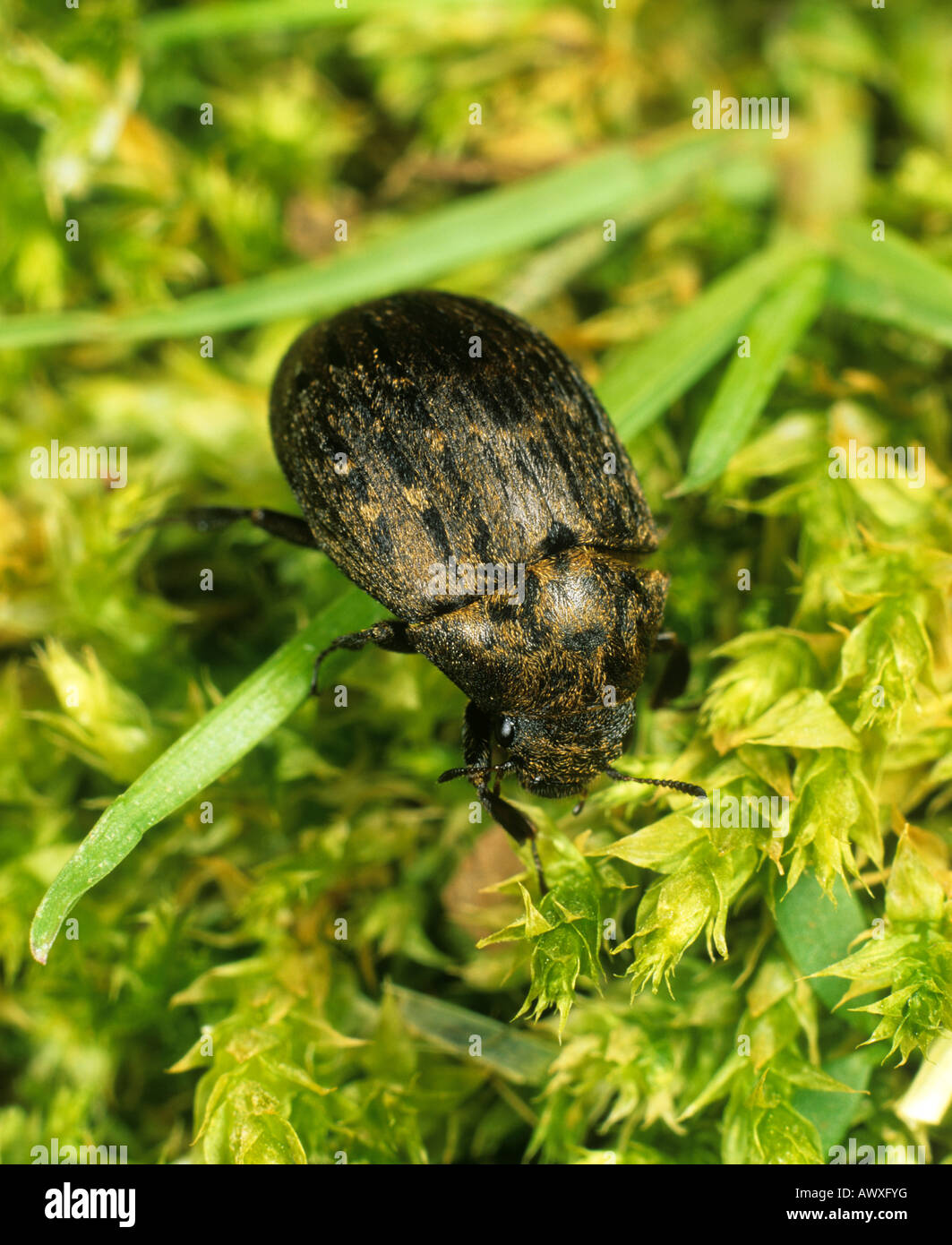 Pill beetle Byrrhus pilula on moss Stock Photo