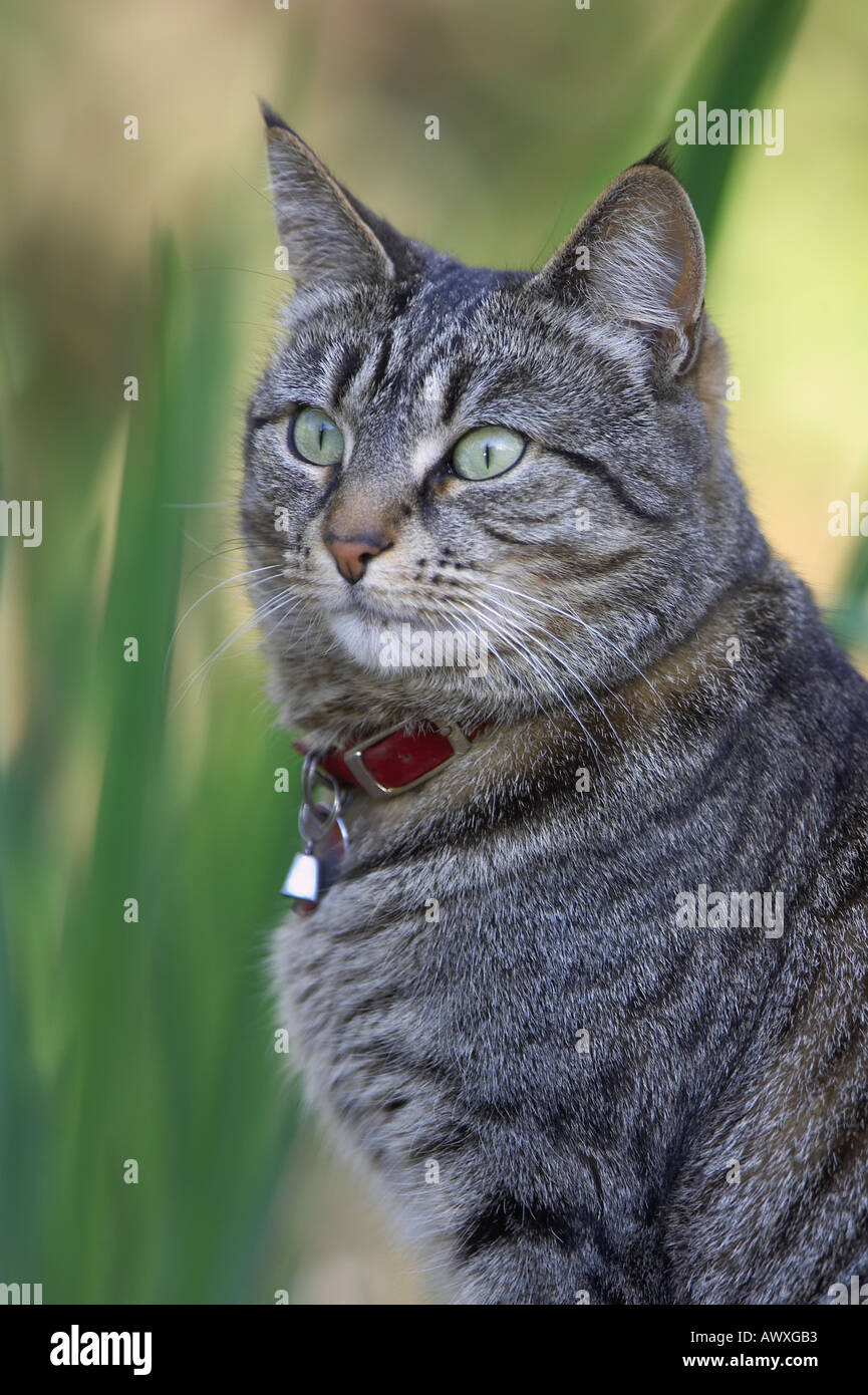 Domestic tabby cat sitting in the garden Stock Photo - Alamy