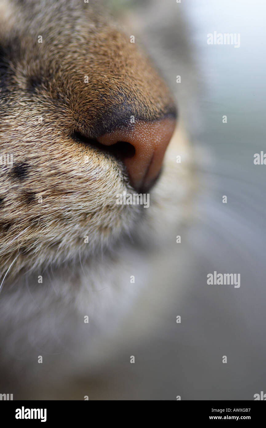 Closeup of a domestic tabby cats nose and mouth Stock Photo - Alamy