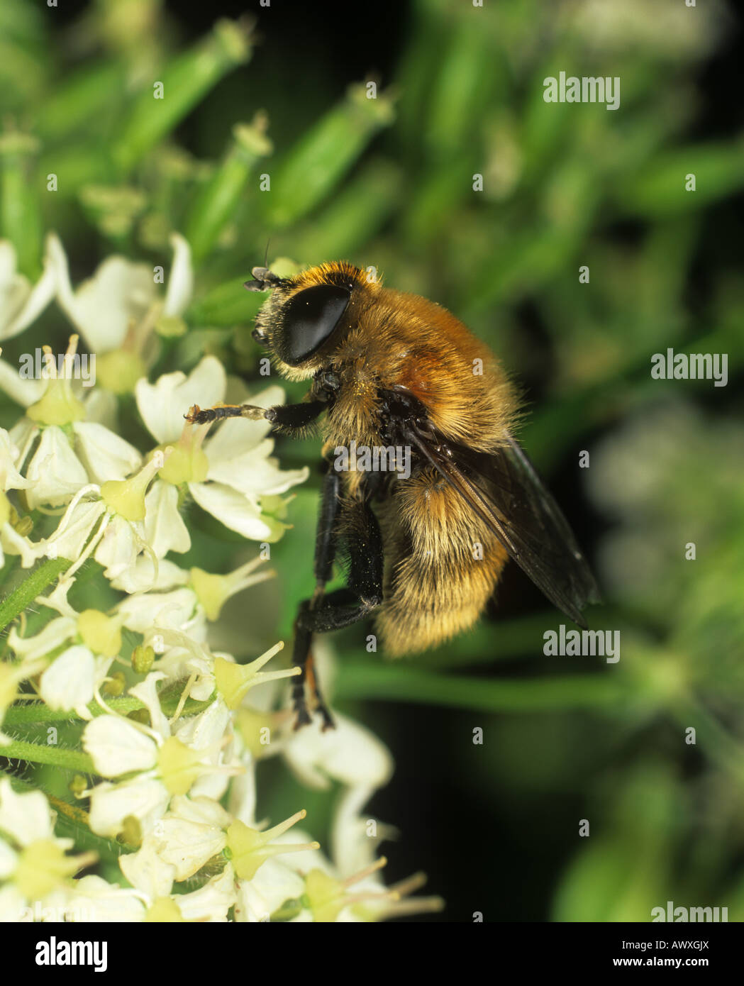 Large narcissus fly Merodon equestris adult on an umbellifer flower Stock Photo