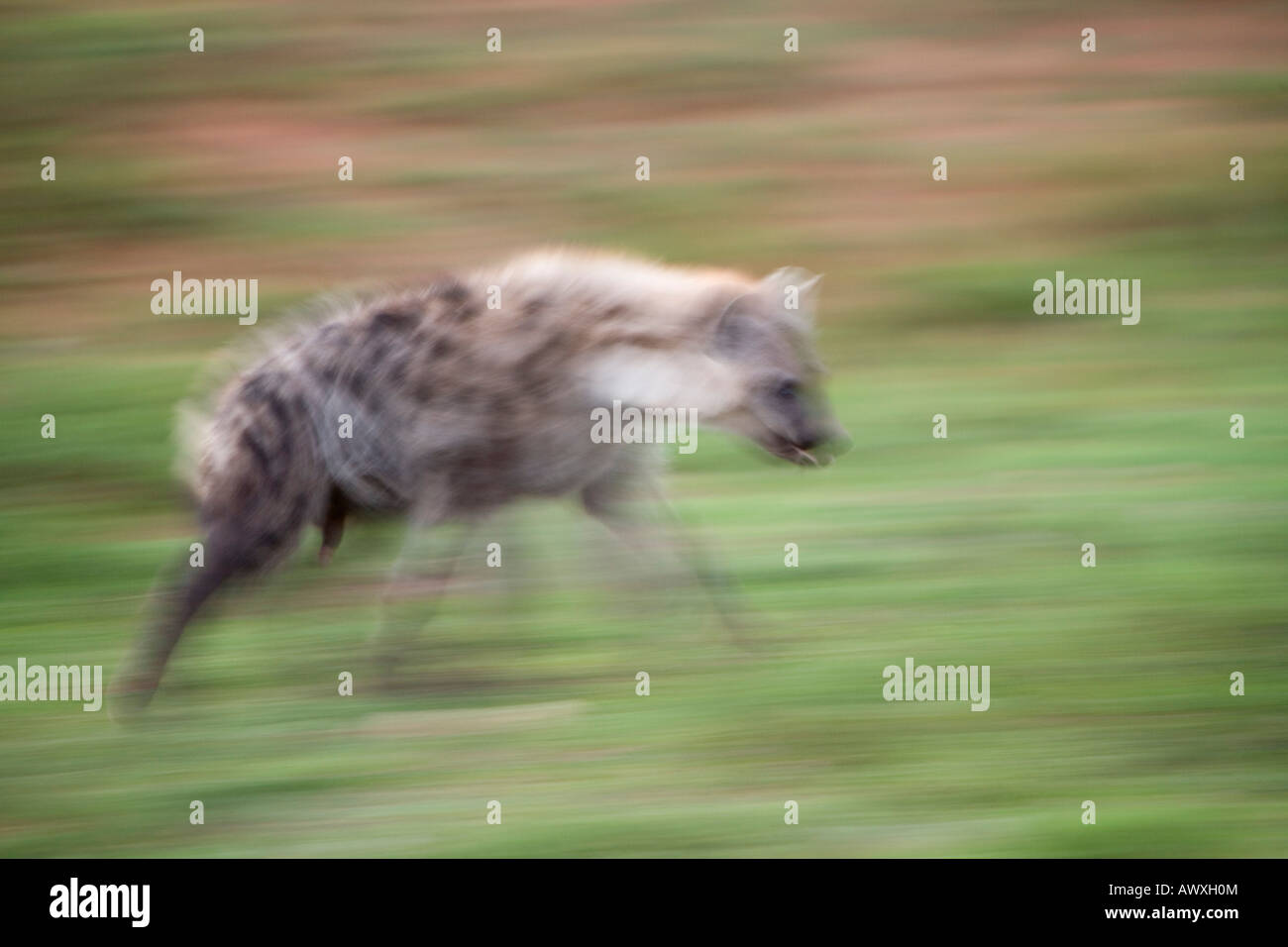 Spotted Hyena in Motion South Africa Stock Photo