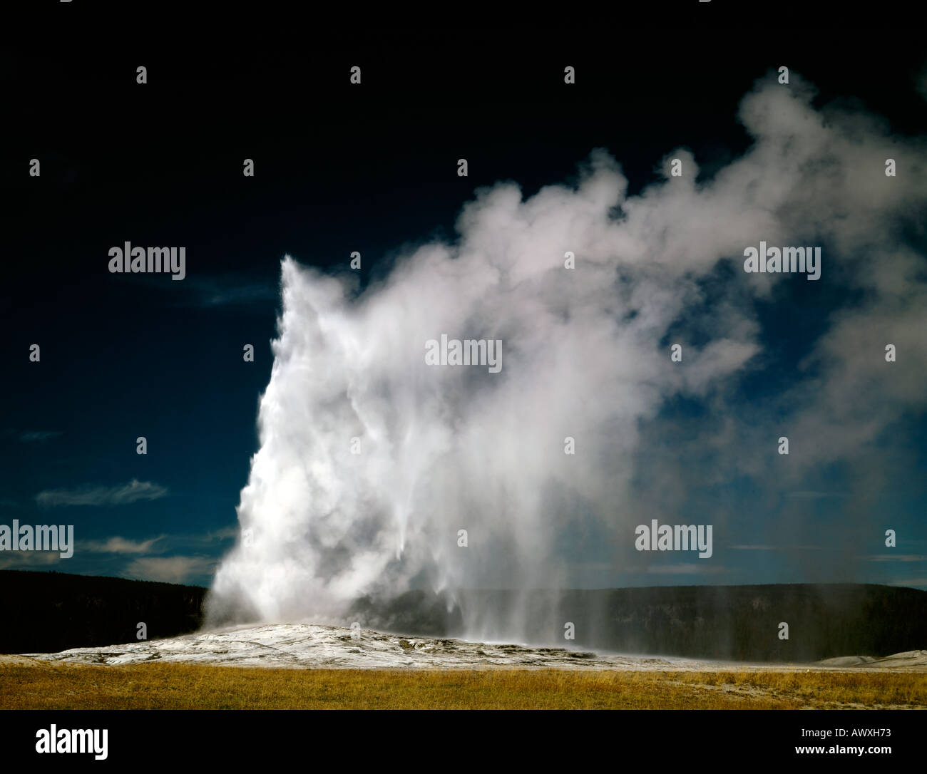 Old Faithful spurts hot water and steam into the deep blue sky of ...