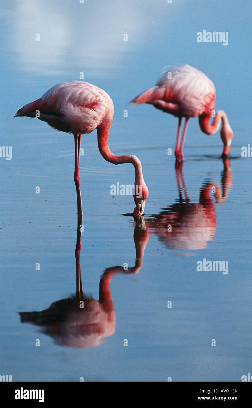 Ecuador, Galapagos Islands, two Greater Flamingoes standing in shallow water, side view Stock Photo