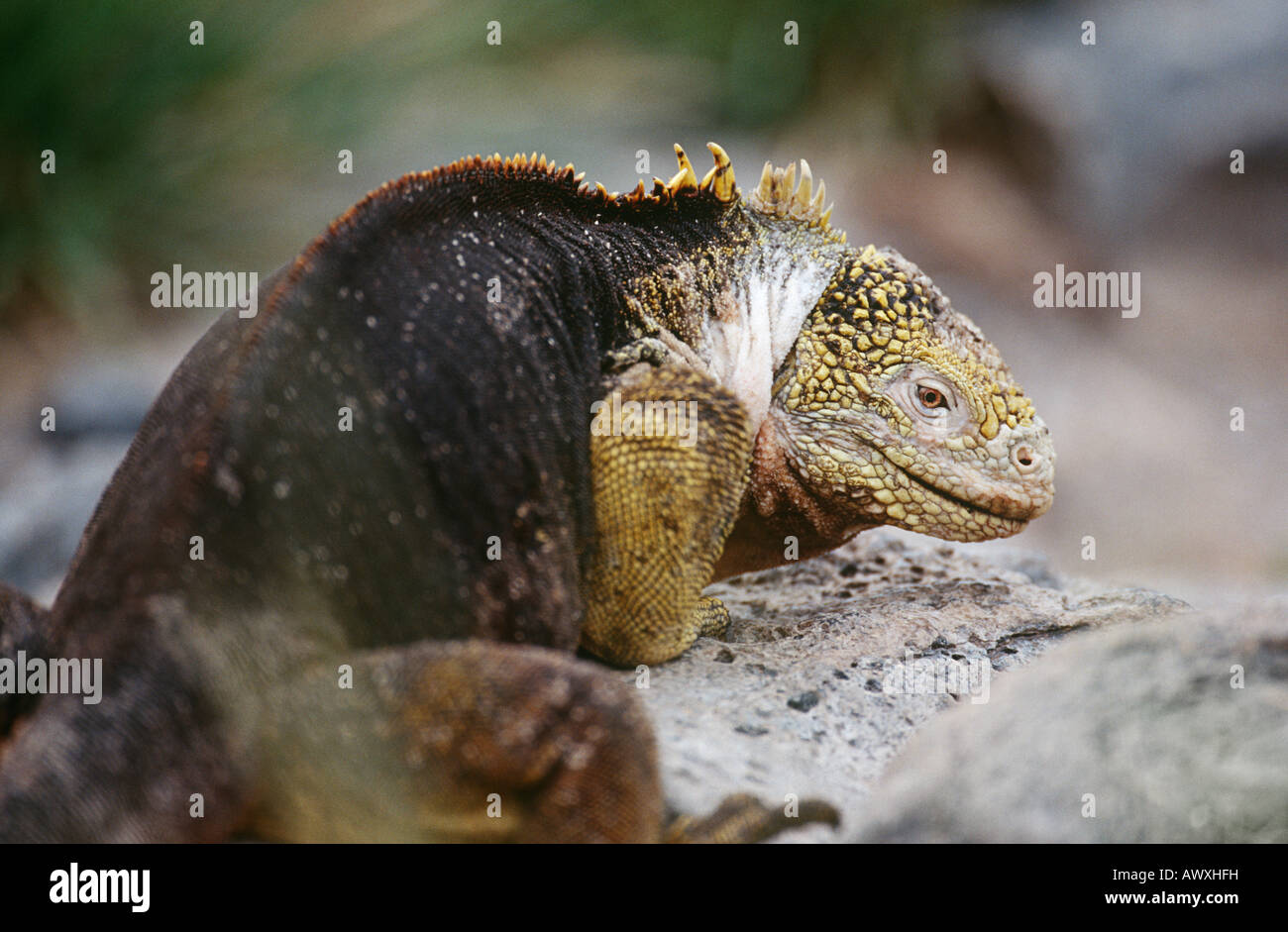 Ecuador, Galapagos Islands, Land Iguana resting on rock Stock Photo