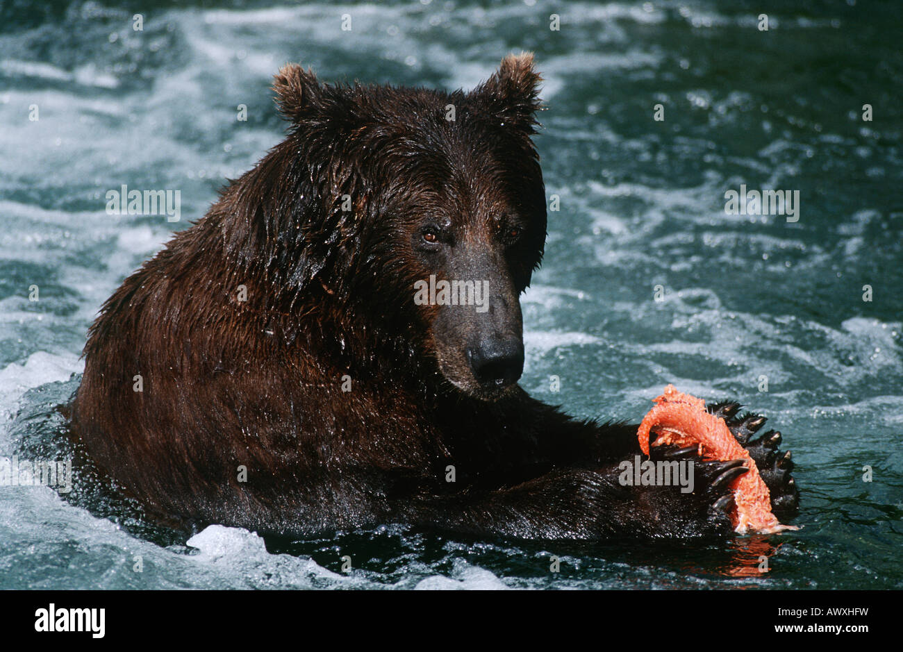 USA, Alaska, Katmai National Park, Brown Bear feeding on salmon in river Stock Photo