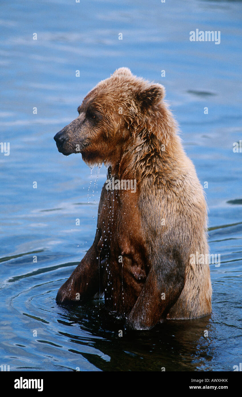 USA, Alaska, Katmai National Park, Brown Bear in water Stock Photo