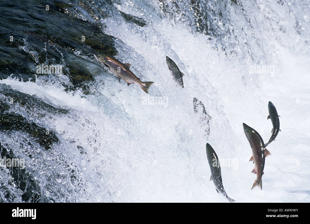 Group of Salmon jumping upstream in river Stock Photo Alamy