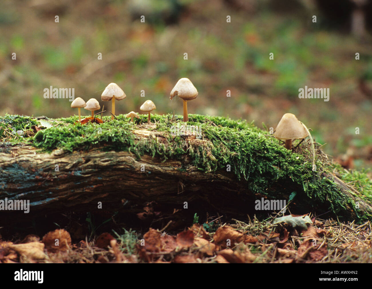 Log with fungus hi-res stock photography and images - Alamy