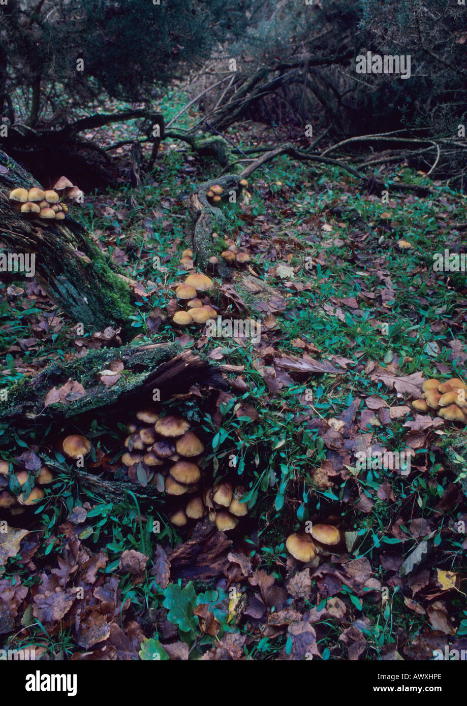 Fungus In Woodland in Suffolk Uk Stock Photo