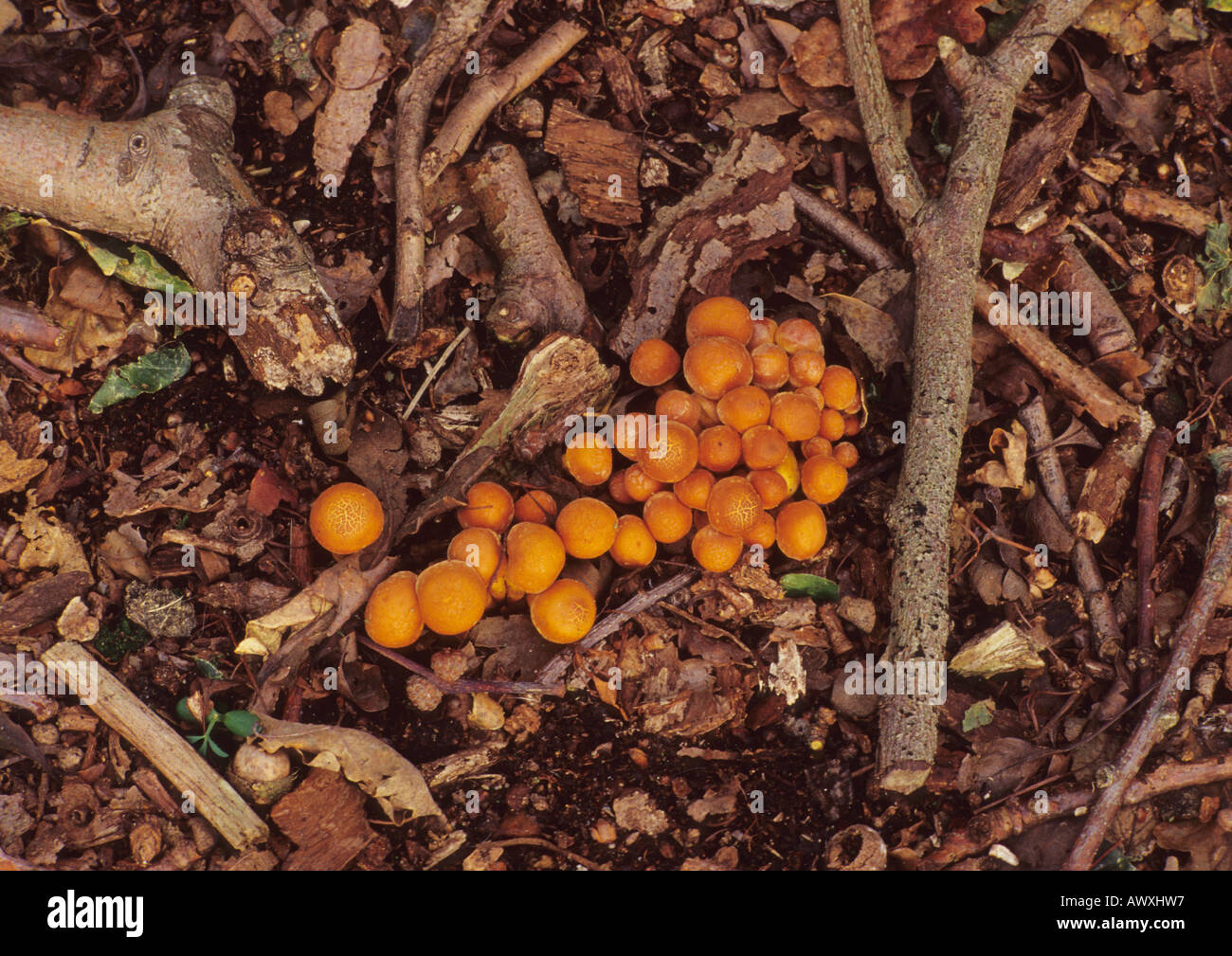 Fungus In Woodland in Suffolk Uk Stock Photo