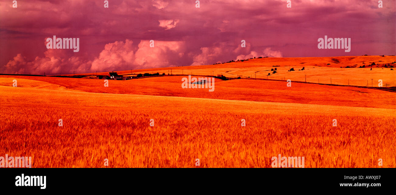 Warm late afternoon sunlight bathes the ripened wheatfields near Cottonwood in Northern Idaho Stock Photo
