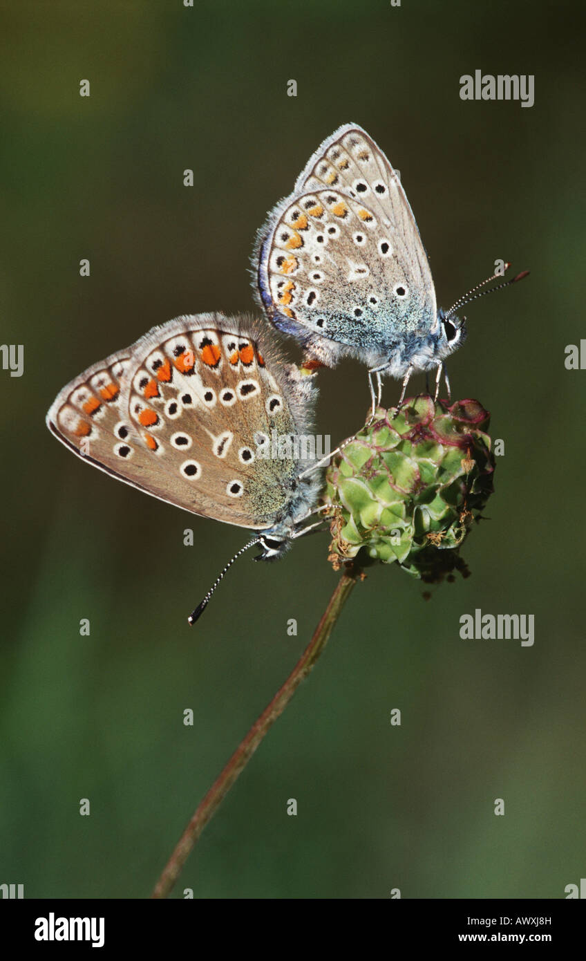 Couple of Gossamer-Winged butterflies on flower, side view Stock Photo ...