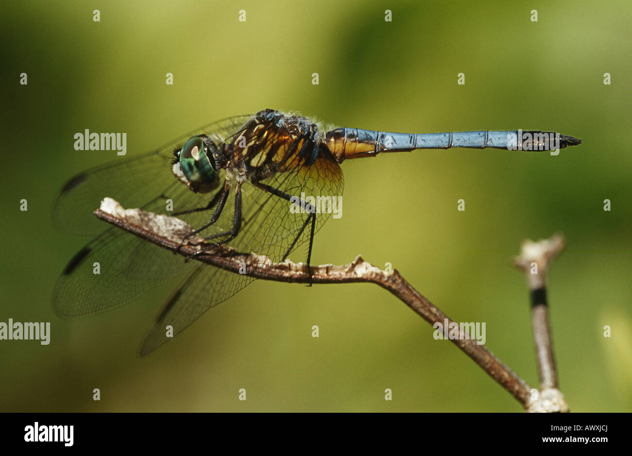 Close up of dragonfly on a twig Stock Photo - Alamy