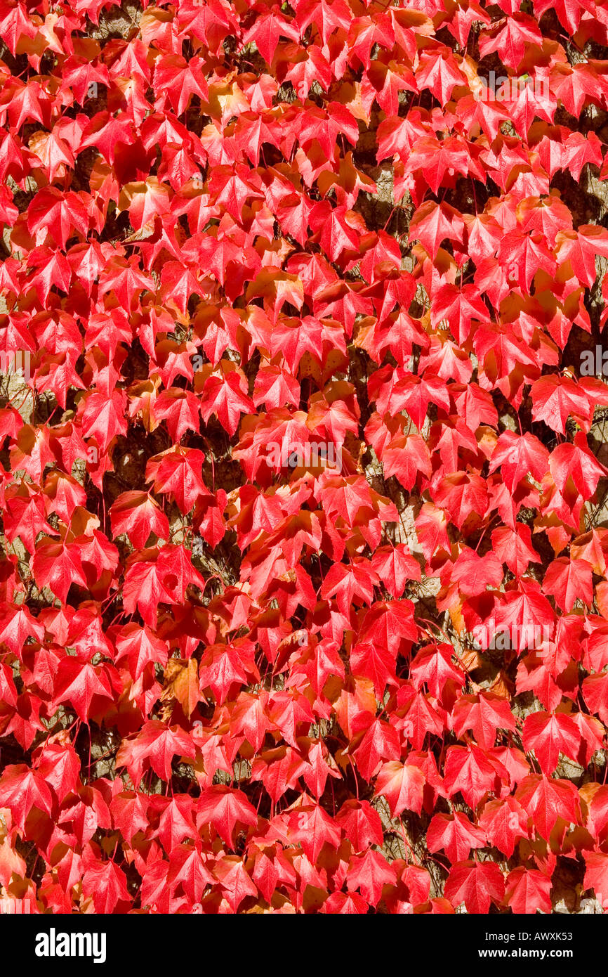 Virginia creeper in autumn colours Stock Photo