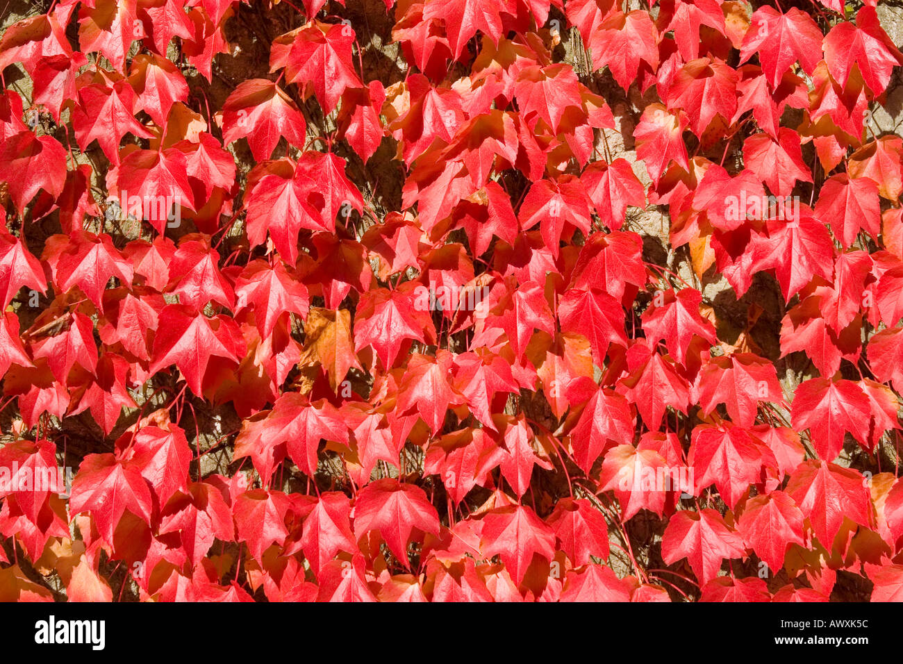 Virginia creeper in autumn colours Stock Photo