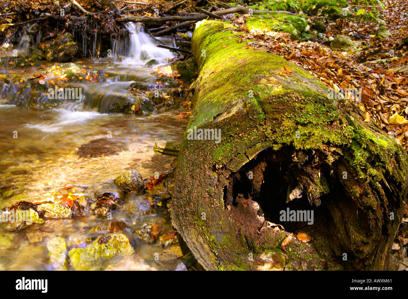 Rapids of autumnal Horne Diery Gorge, Mala Fatra mountain range, Slovakia Stock Photo