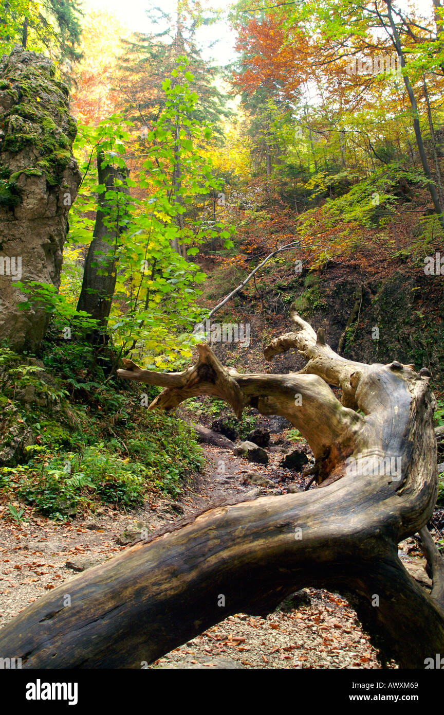 Bent mystic dragon shape of dead wood, autumnal Horne Diery Gorge, Slovakia Stock Photo