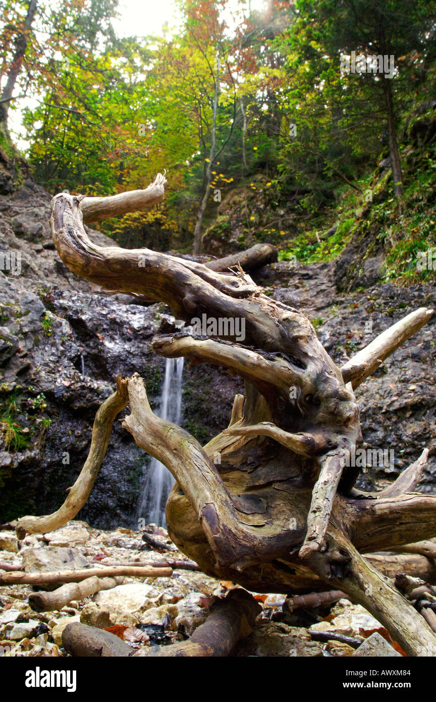Bent mystic dragon shape of dead wood, autumnal Horne Diery Gorge, Slovakia Stock Photo