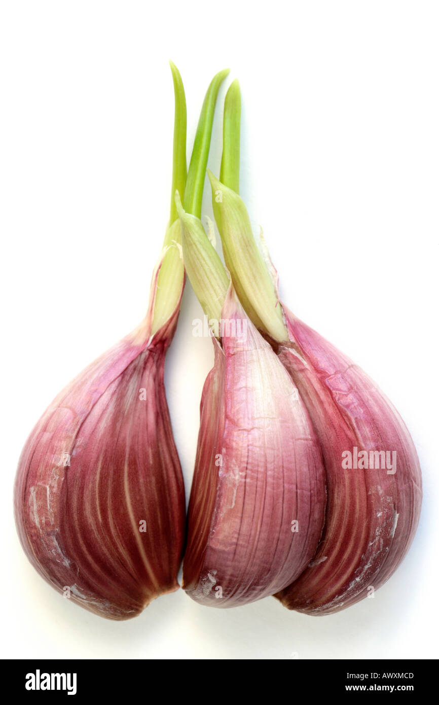 Three Garlic Cloves Sprouting Stock Photo Alamy