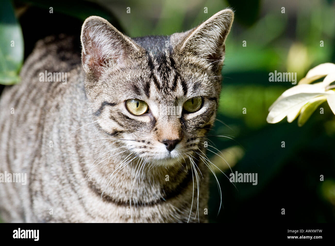 Cat hunting garden hi-res stock photography and images - Alamy