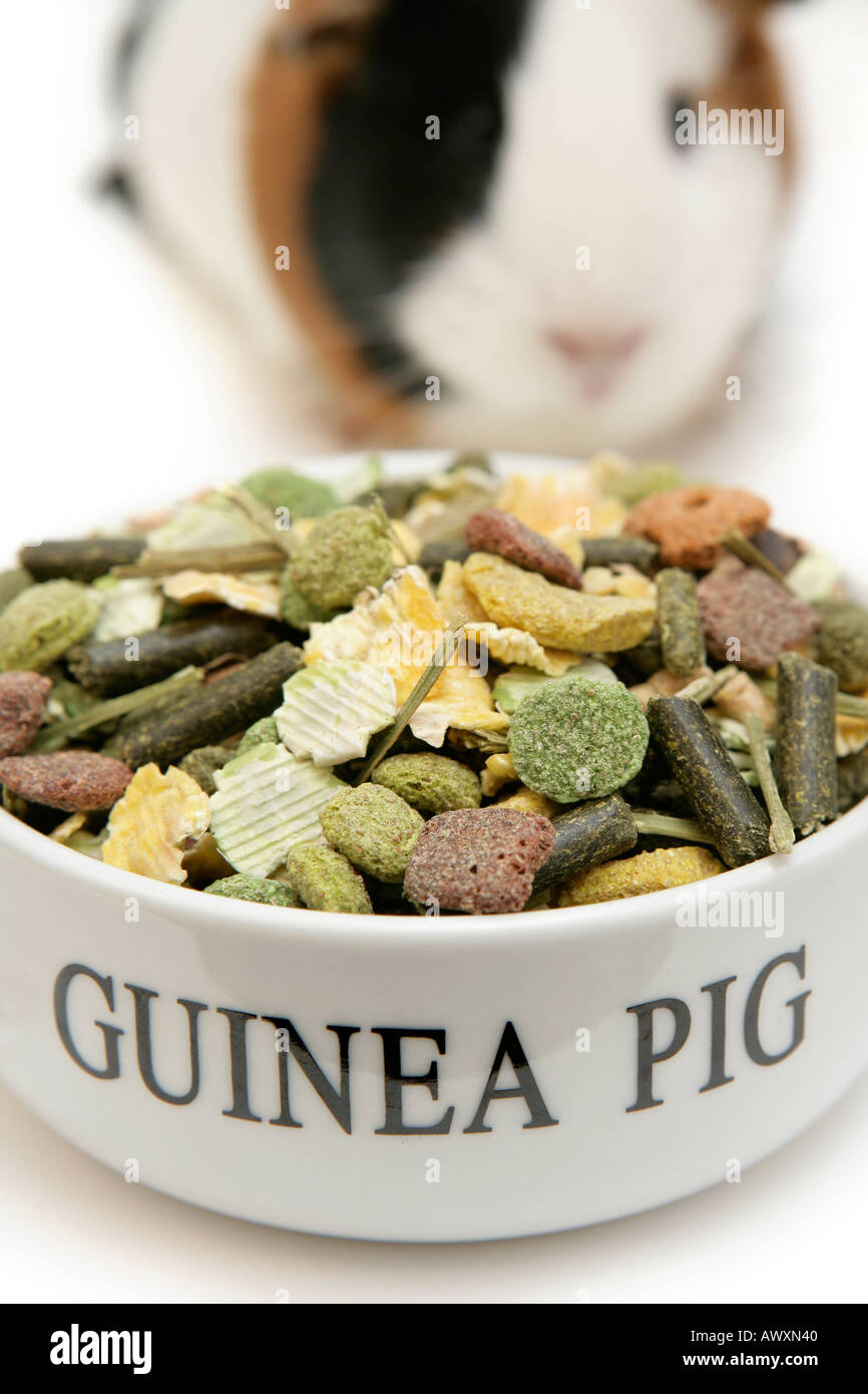Guinea Pig and Food Bowl Stock Photo Alamy