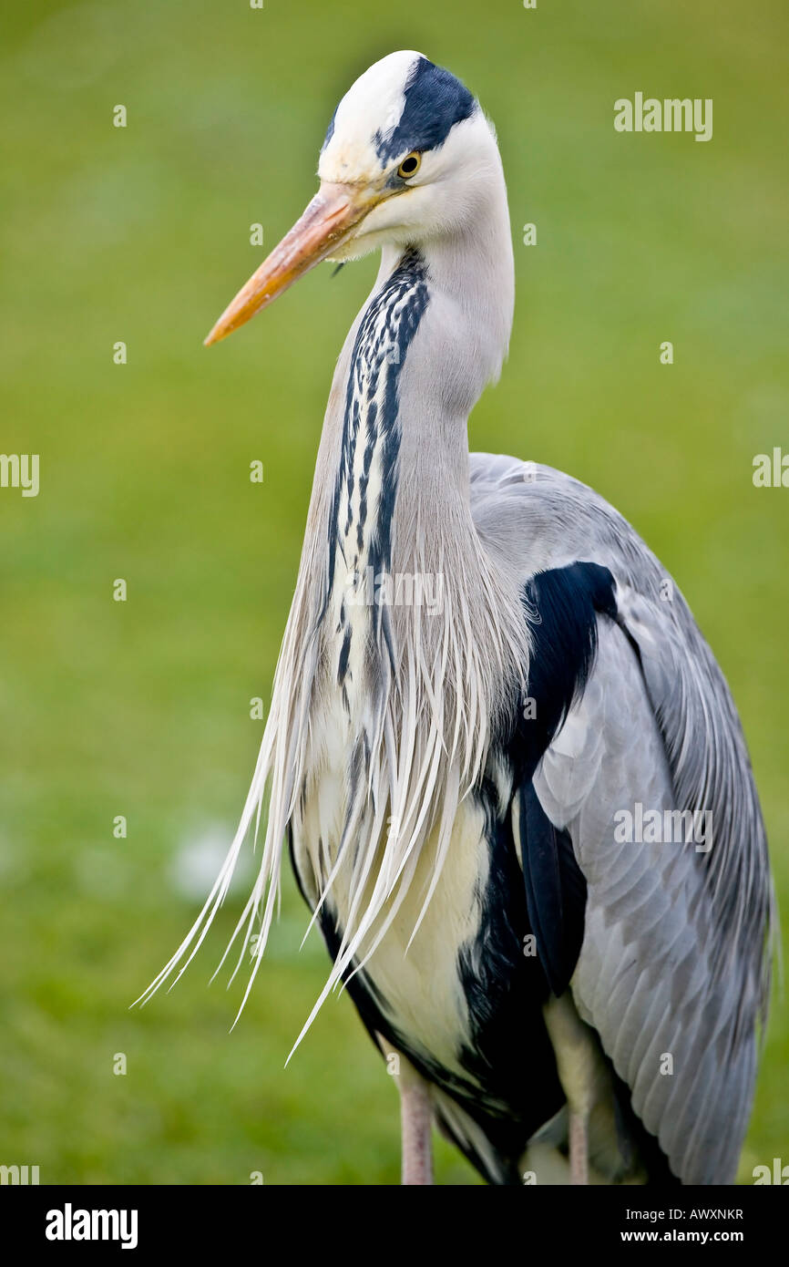 Grey Heron Stock Photo