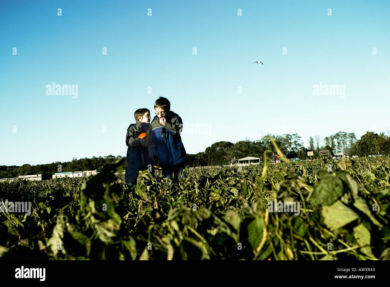 twin brothers boys standing in a green bean field on a farm chatting holding a pumpkin wearing coats in the autumn Stock Photo