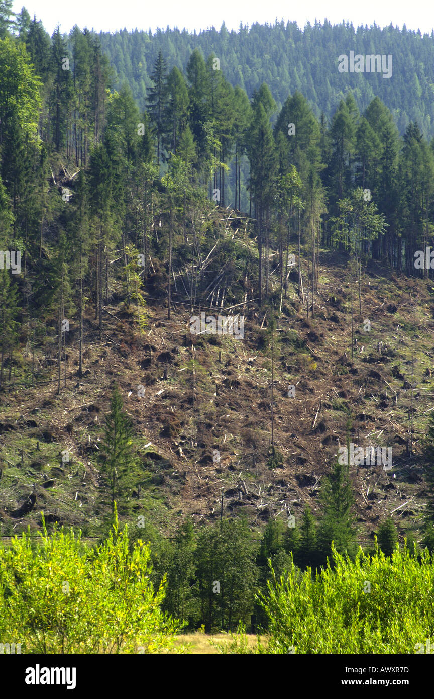 Windfallen trees hi res stock photography and images Alamy