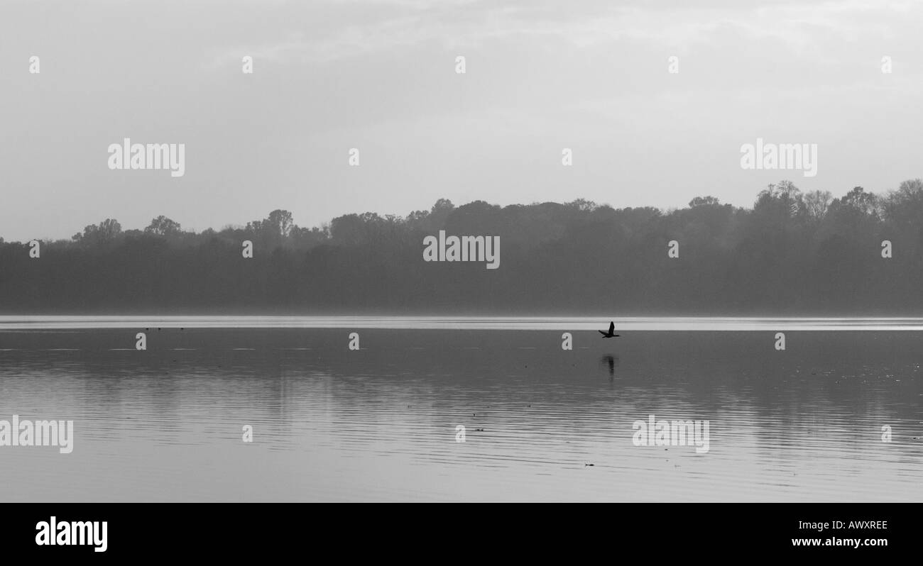BW bird flying low over lake with reflection in the water on low contrast hazy day Stock Photo