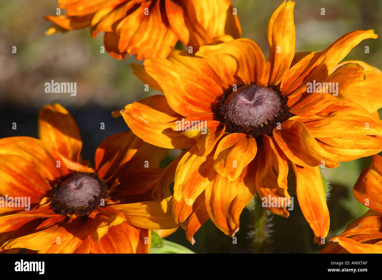 Wildflowers photo art hi-res stock photography and images - Alamy