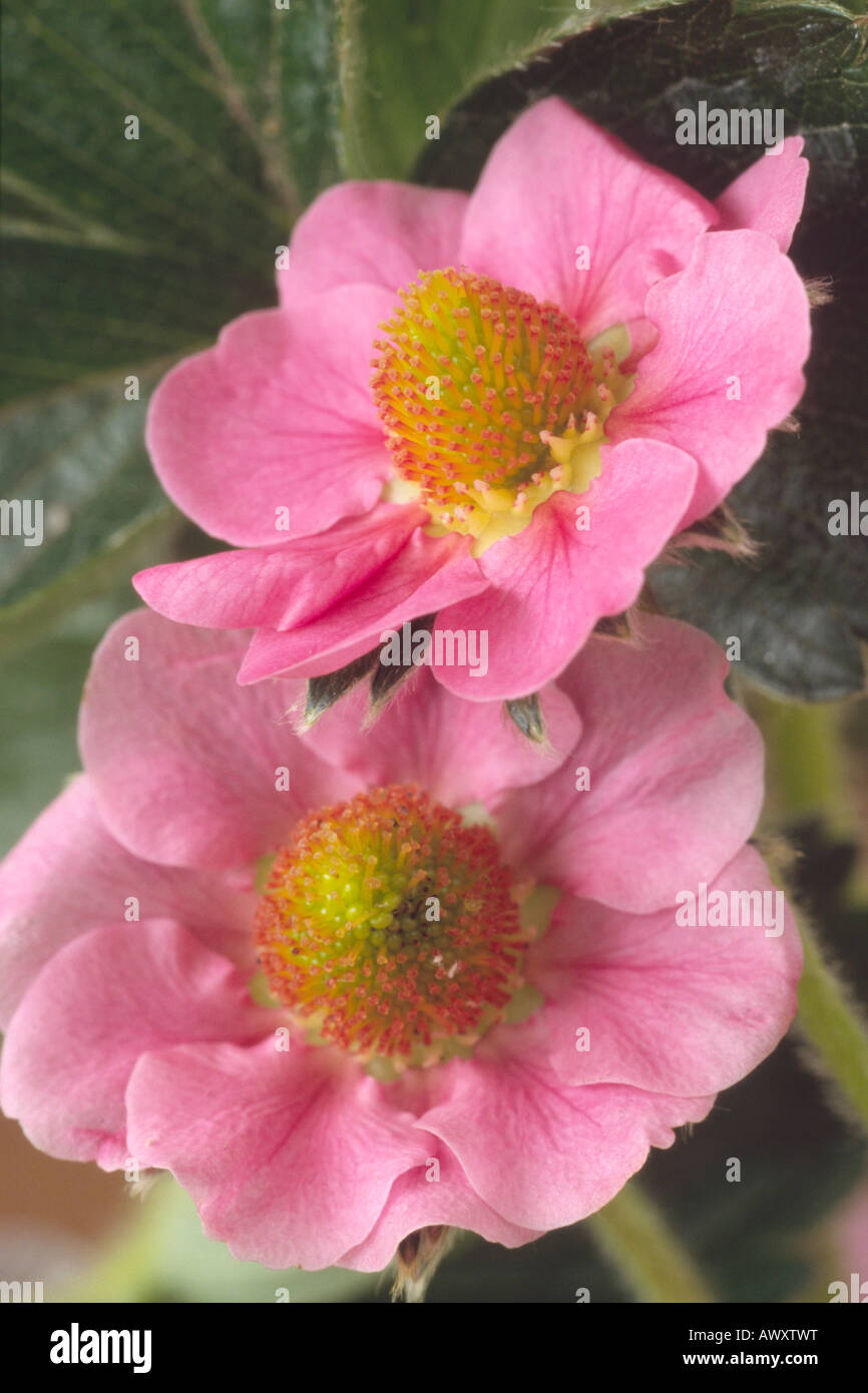 Fragaria x ananassa 'Florian' Pink strawberry flowers. F1 Hybrid Stock ...
