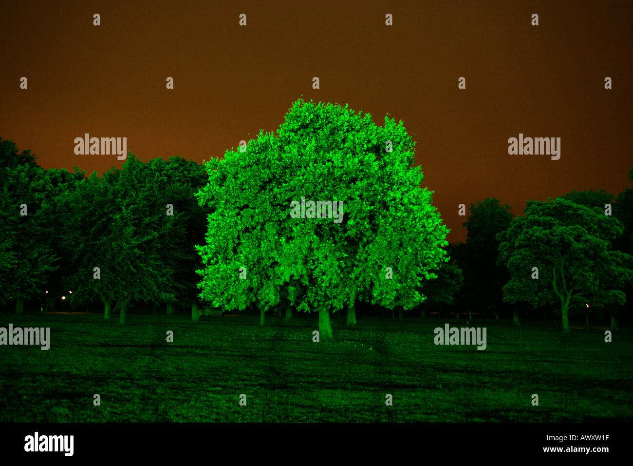 illuminated Green tree in a green field at night with a brown sky Stock Photo