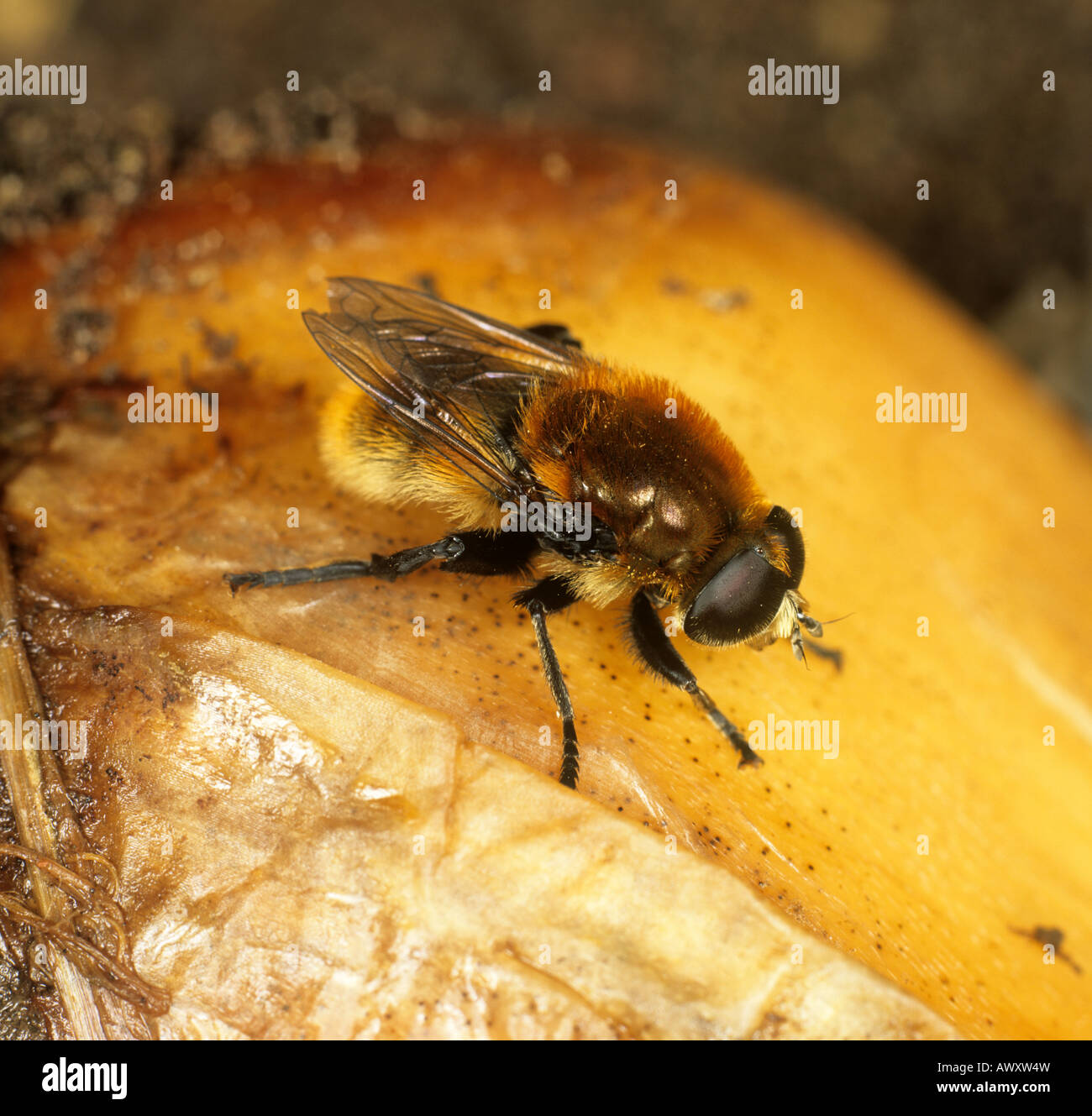 Large narcissus fly Merodon equestris adult on a narcissus bulb Stock Photo