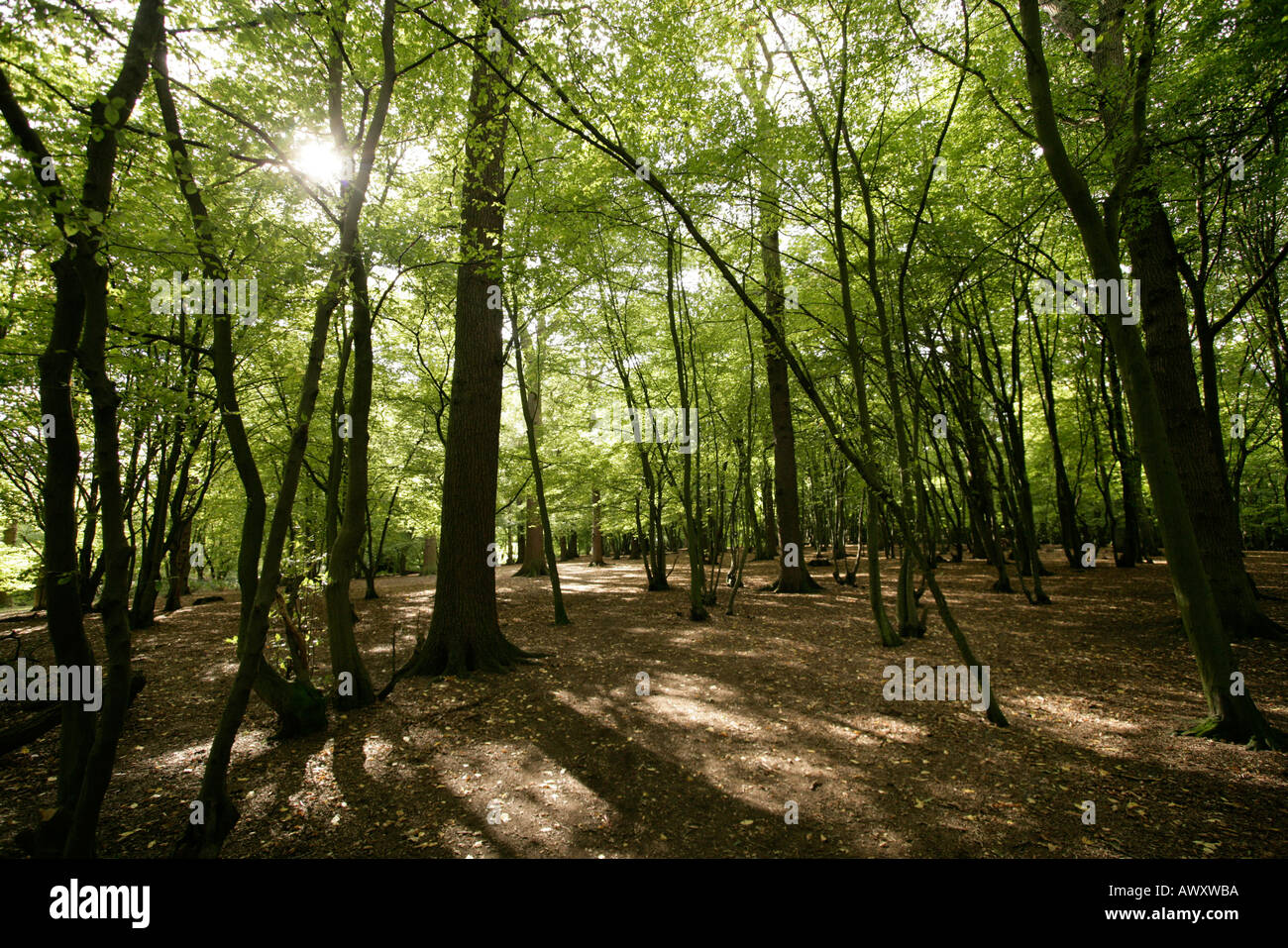 green broadleaf trees in an English wood with dappled sunlight streaming through the branches. Stock Photo