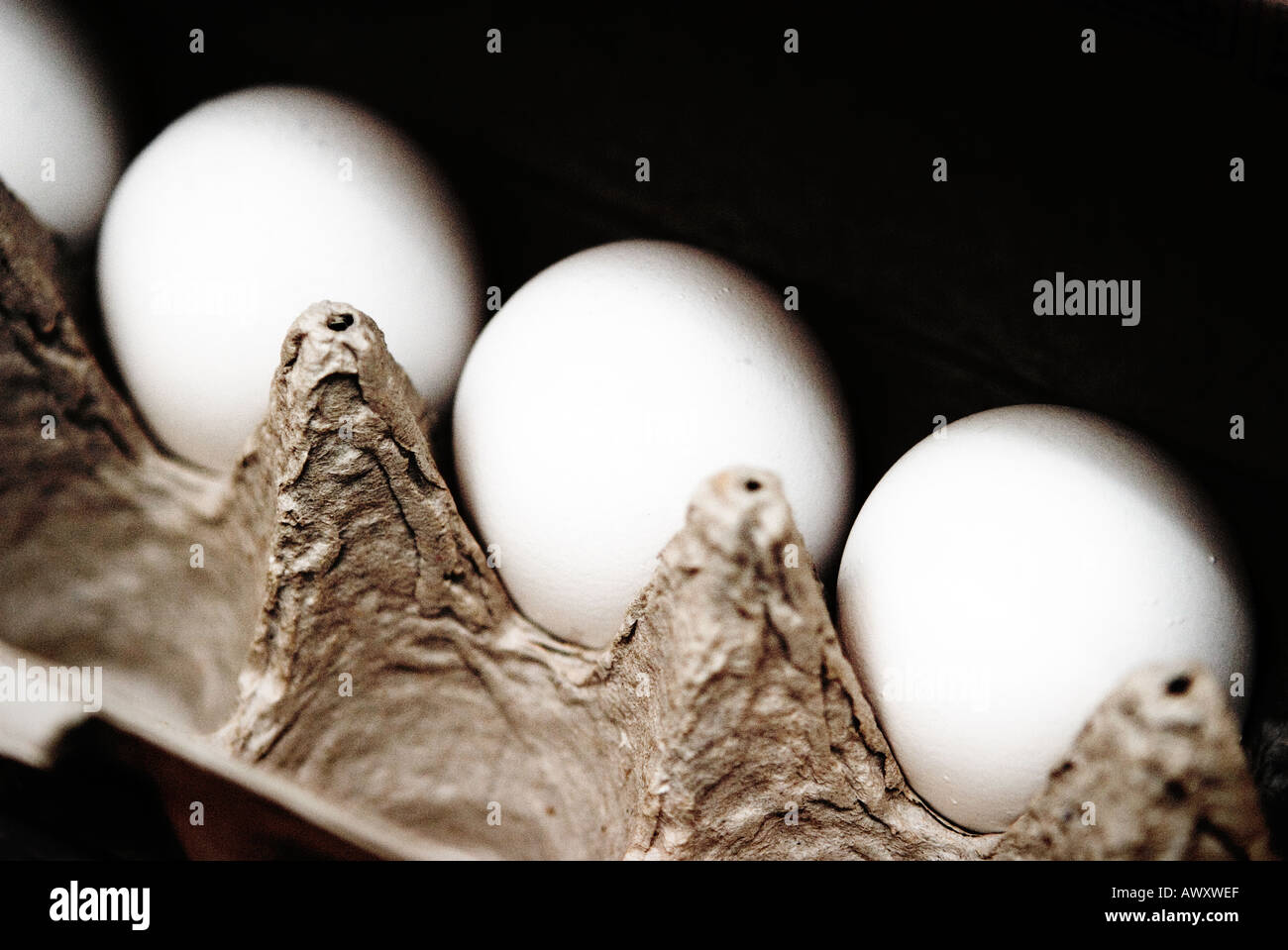 carton of white eggs open with dramatic shadows Stock Photo