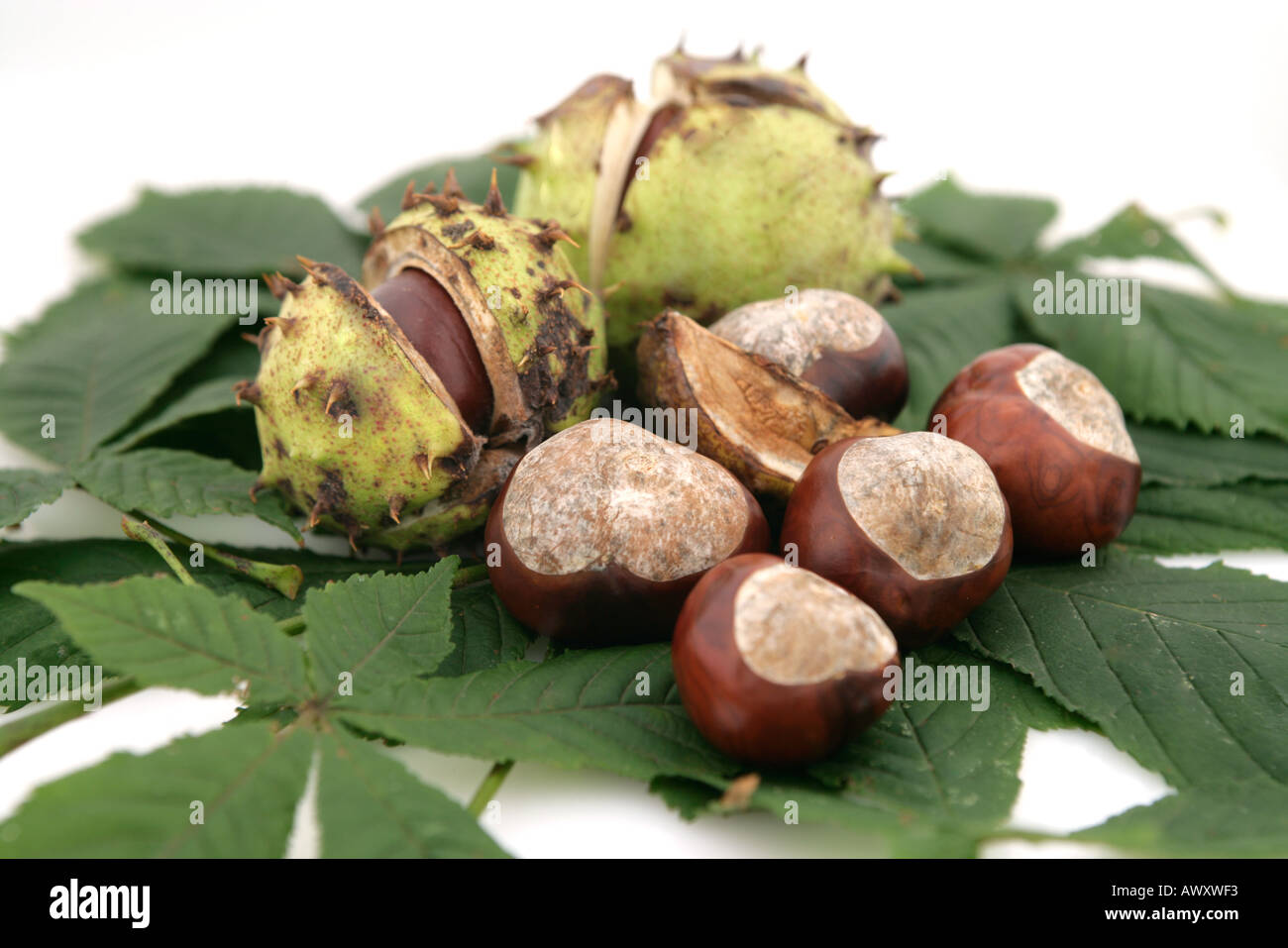Horse Chestnuts in and out of their case on a bed of Horse Chestnut leaves on a white background. Stock Photo